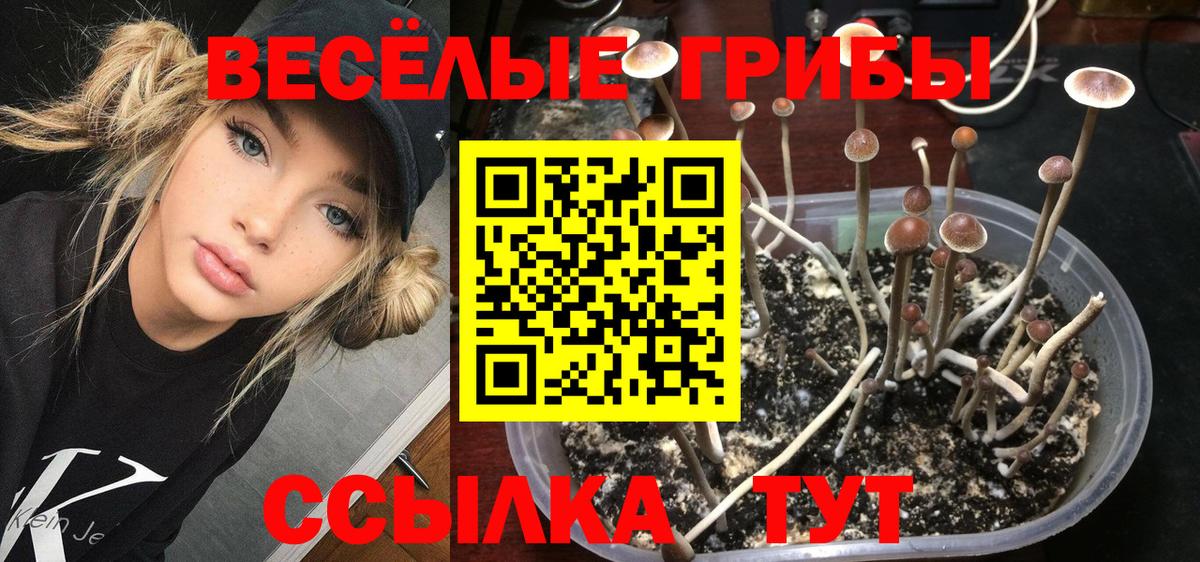 Галлюциногенные грибы Psilocybe  Вход с VPN  Галлюциногенные грибы прущие грибы  цена наркотик  Ржев 